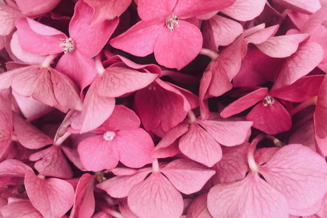 La vie en rose